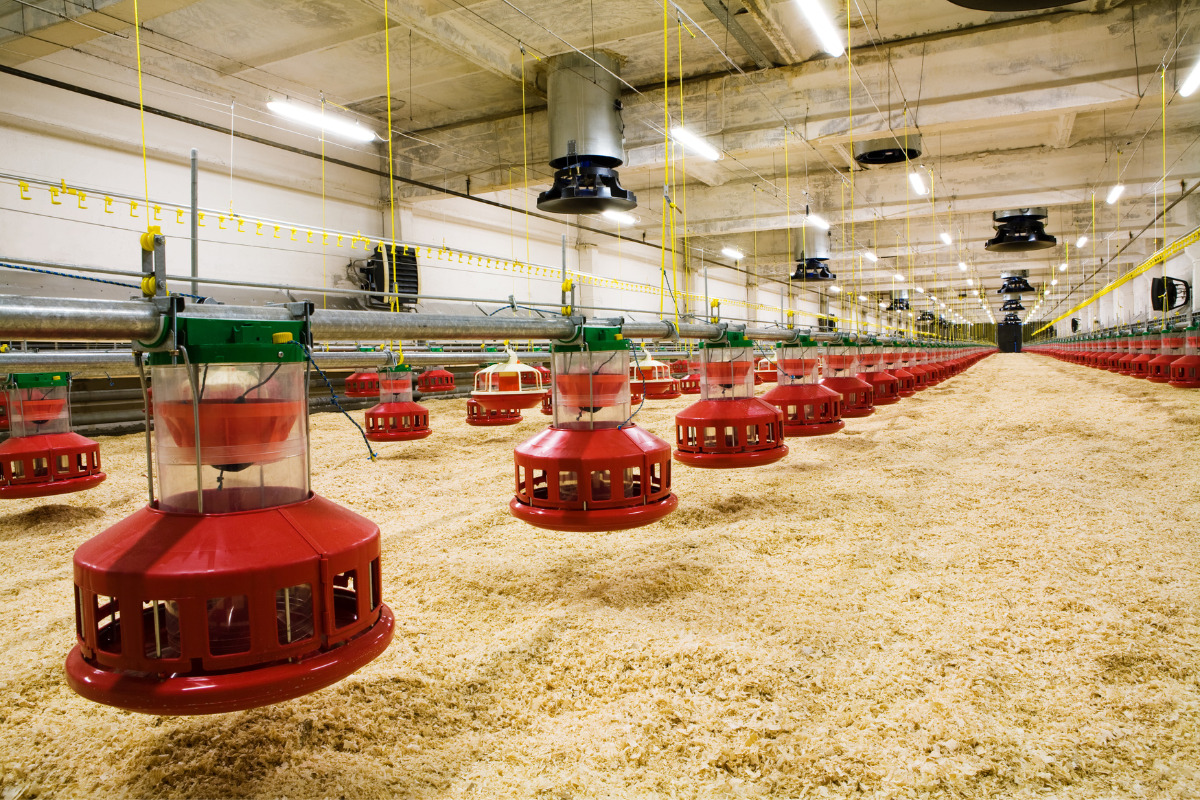 دانخوری و آبخوری مناسب مرغداری