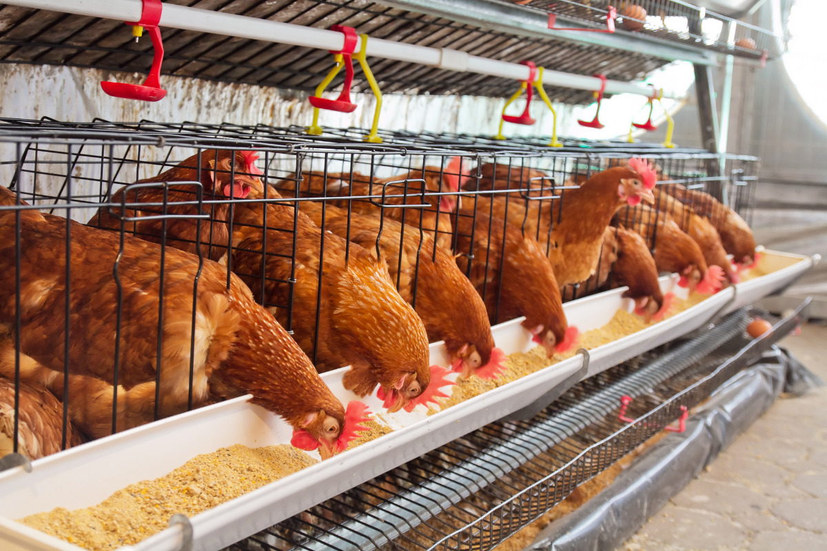 سایر تجهیزات سالن پرورش مرغ و طیور