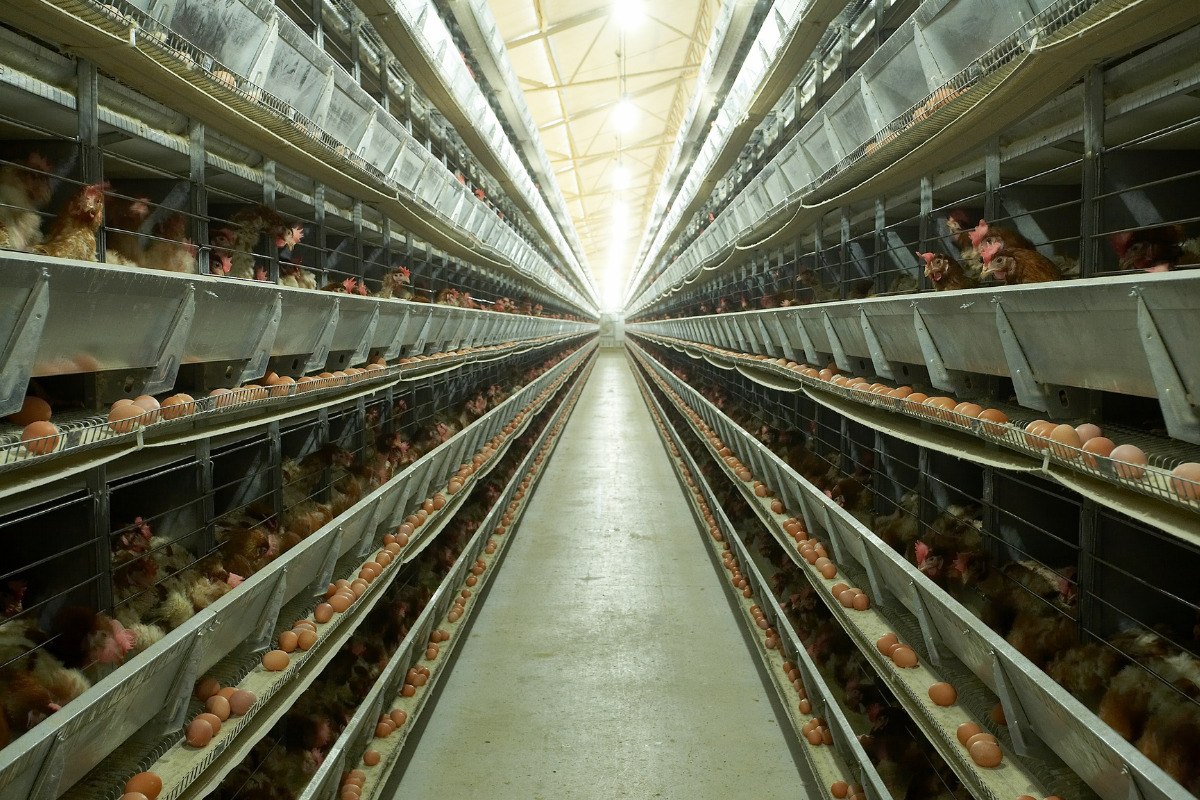 تجهیزات موردنیاز مرغداری