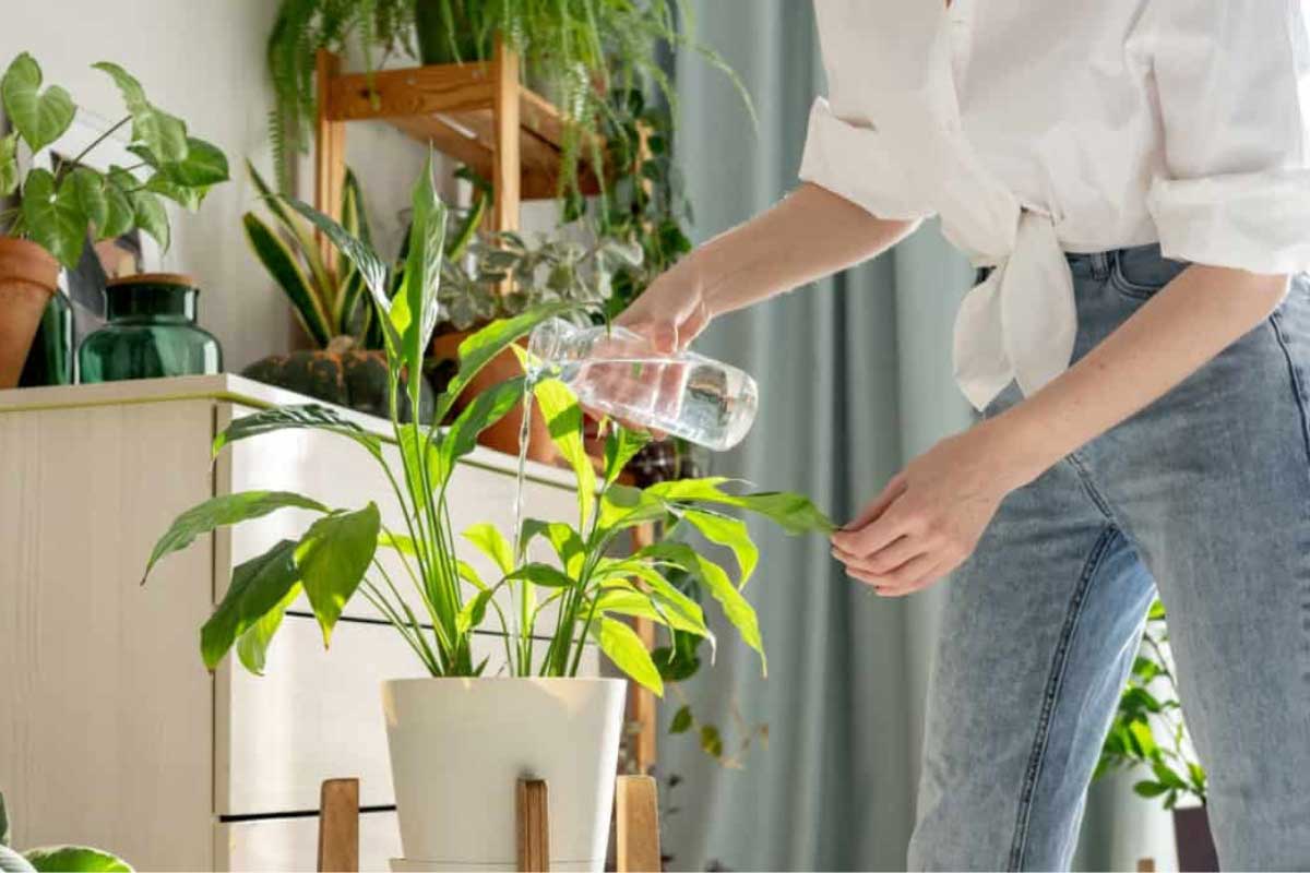 آبیاری و مرطوب کردن گیاهان داخل خانه برای خنک نگه داشتن خانه بدون برق